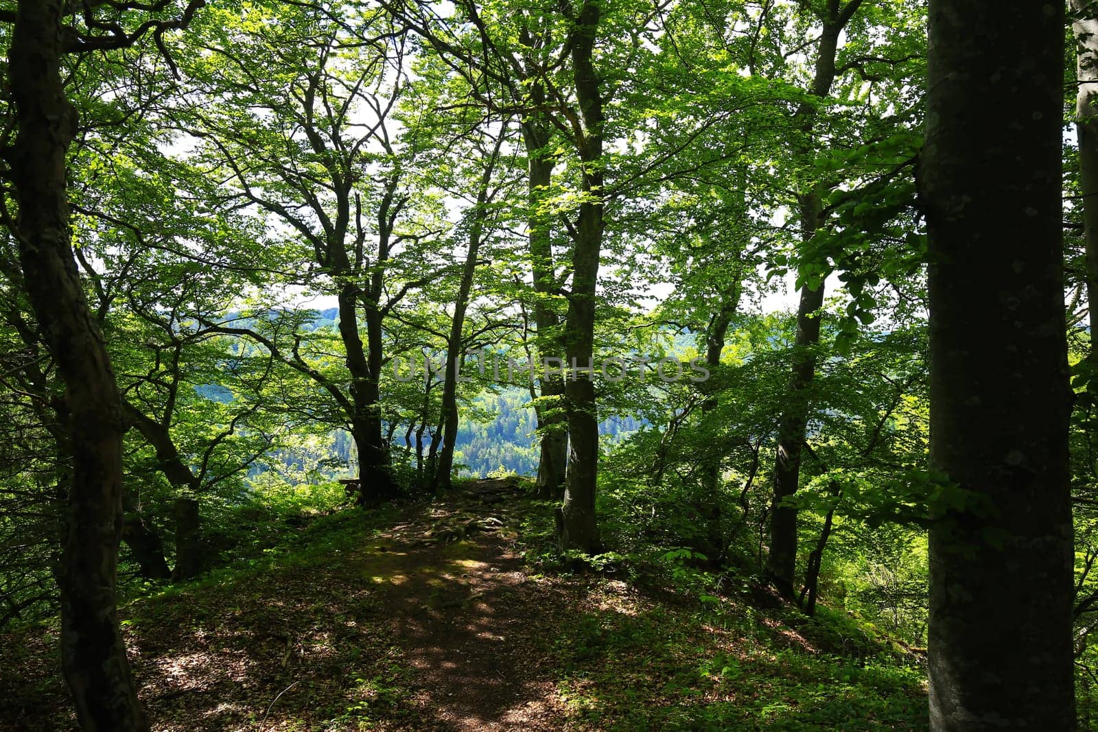 Follow the path to the edge of the forest, then the forest reveals the view