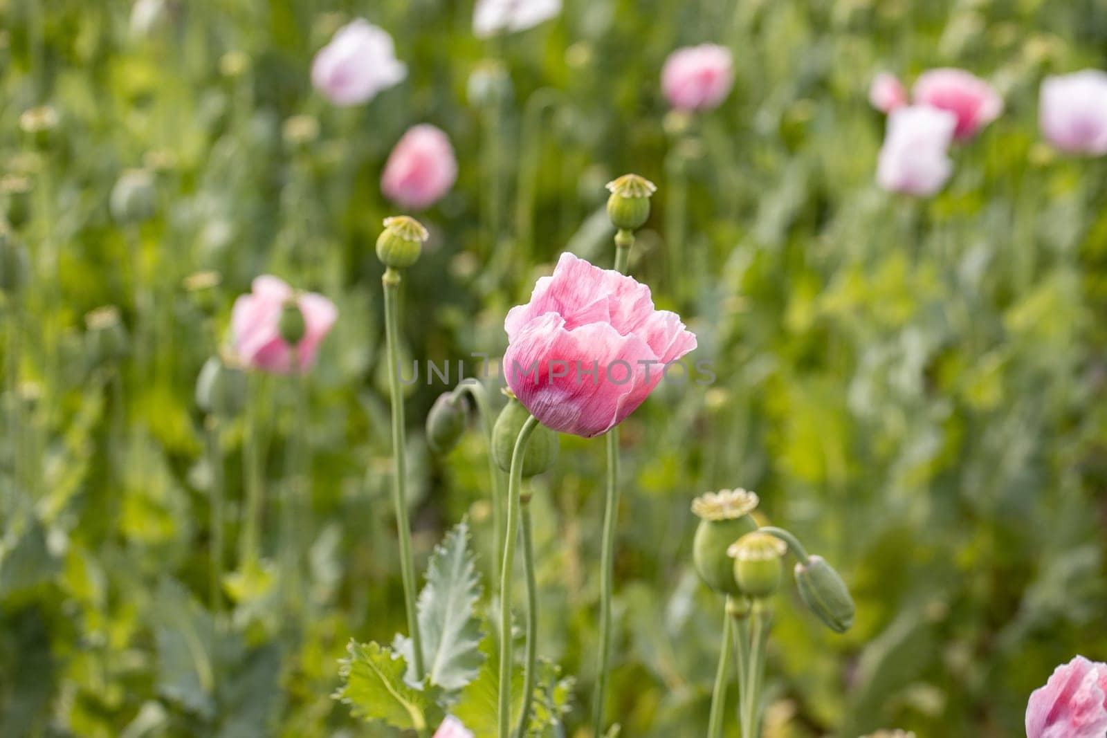 Beautiful pink poppies in blossom on a summer meadow