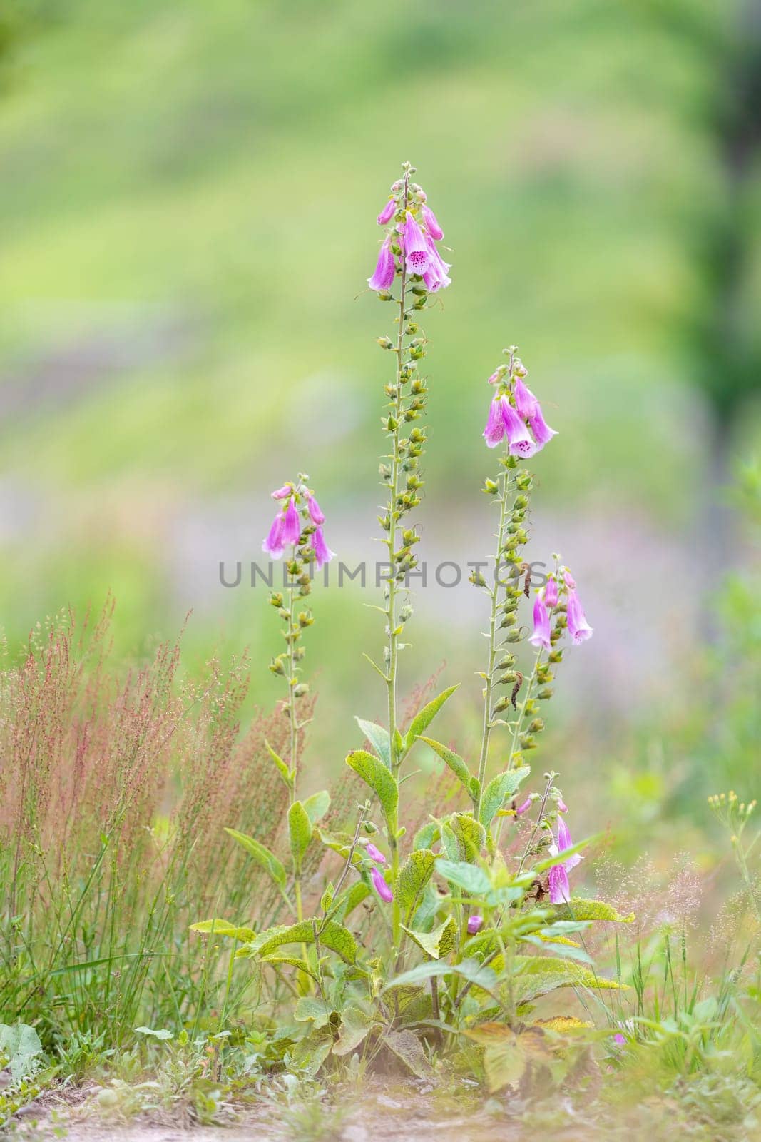 wild pink flower Purple foxgloves, Digitalis purpurea, in woodland, Czech Republic wilderness
