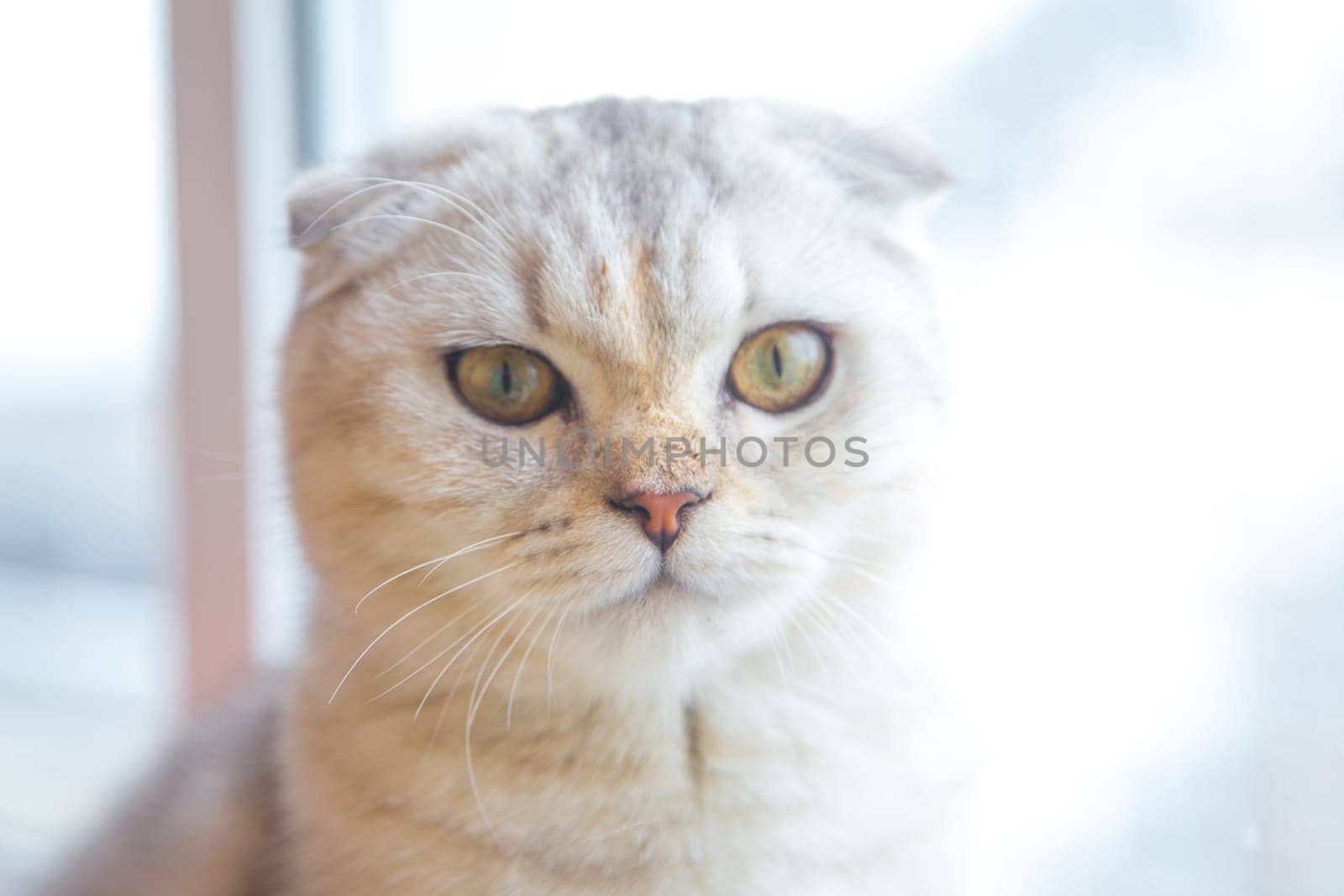 A light British cat with brown stripes sits on the windowsill and looks at the camera. . High quality photo