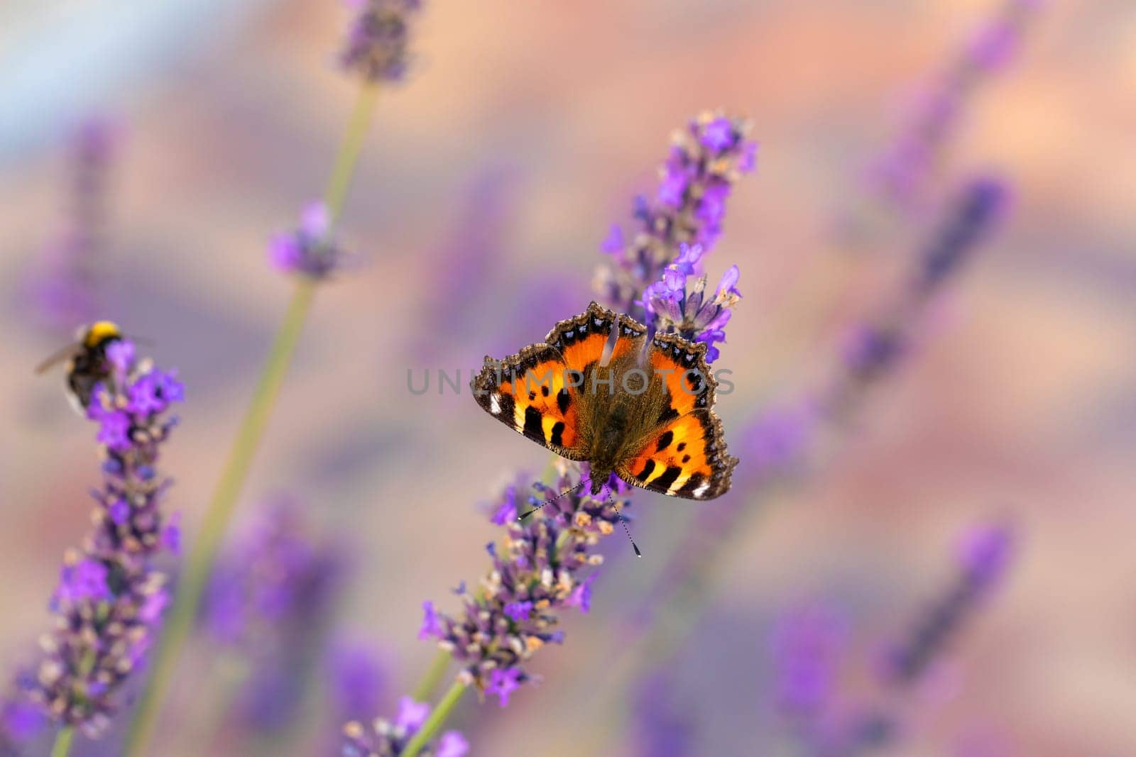 beautiful butterfly tortoiseshell (Aglais urticae) on lavender. Europe, Czech Republic wildlife