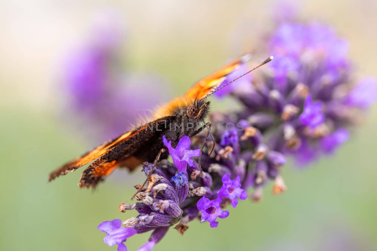 beautiful butterfly tortoiseshell (Aglais urticae) on lavender. Europe, Czech Republic wildlife