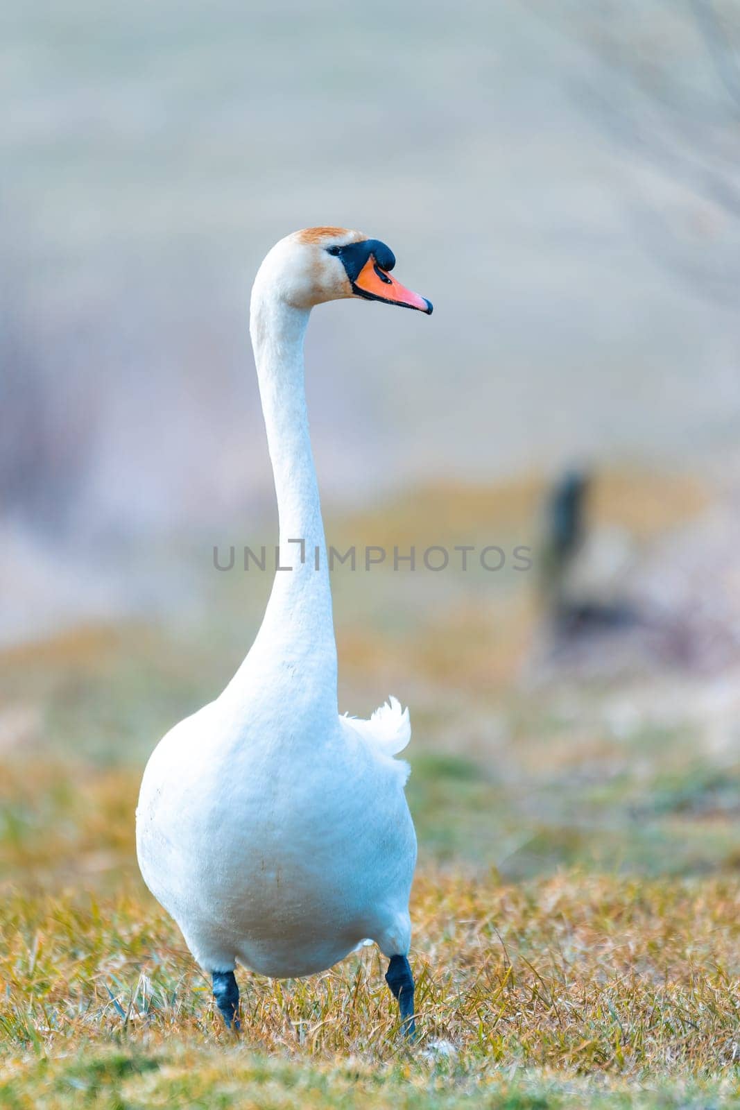 Common european wild big bird mute swan, Cygnus olor, walking on the shore of the pond. Czech Republic Europe wildlife
