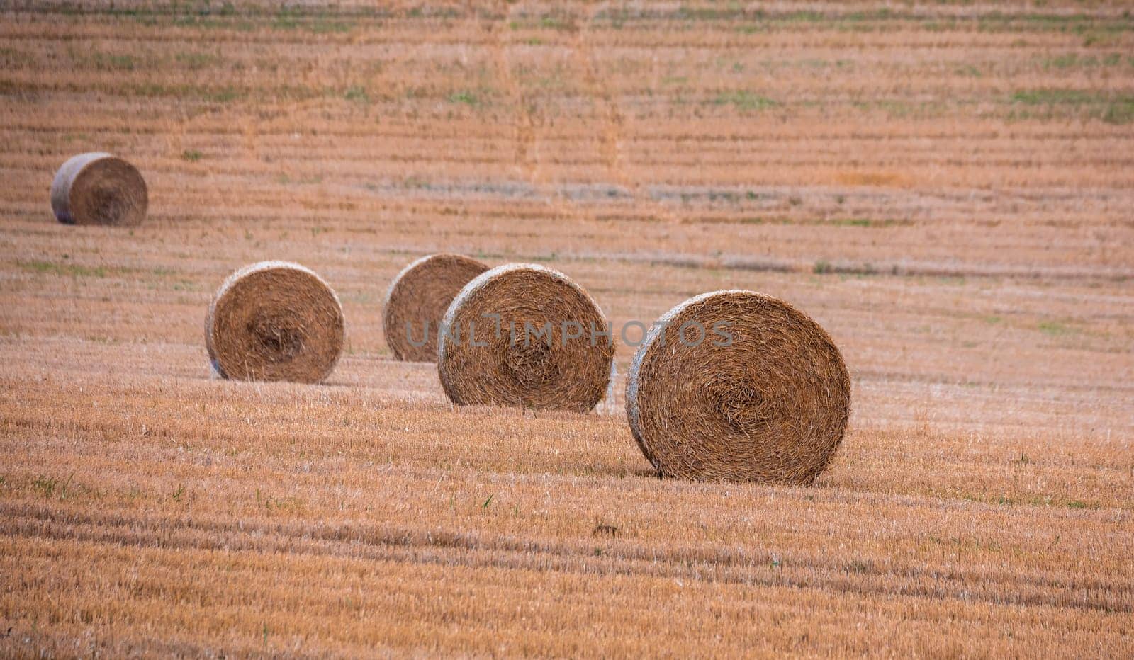 Straw bales stacked in a field at summer time, Vysocina Czech Republic