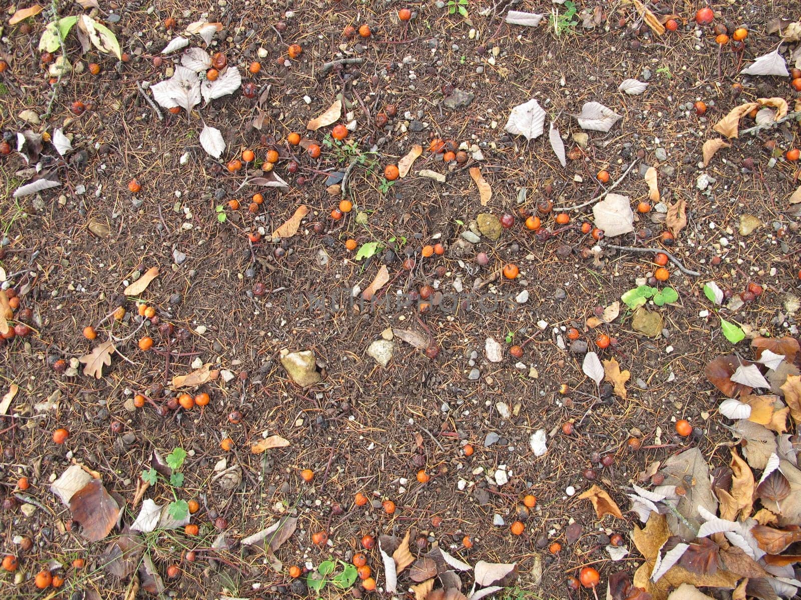 Soil ground under a whitebeam tree and other trees in late autumn