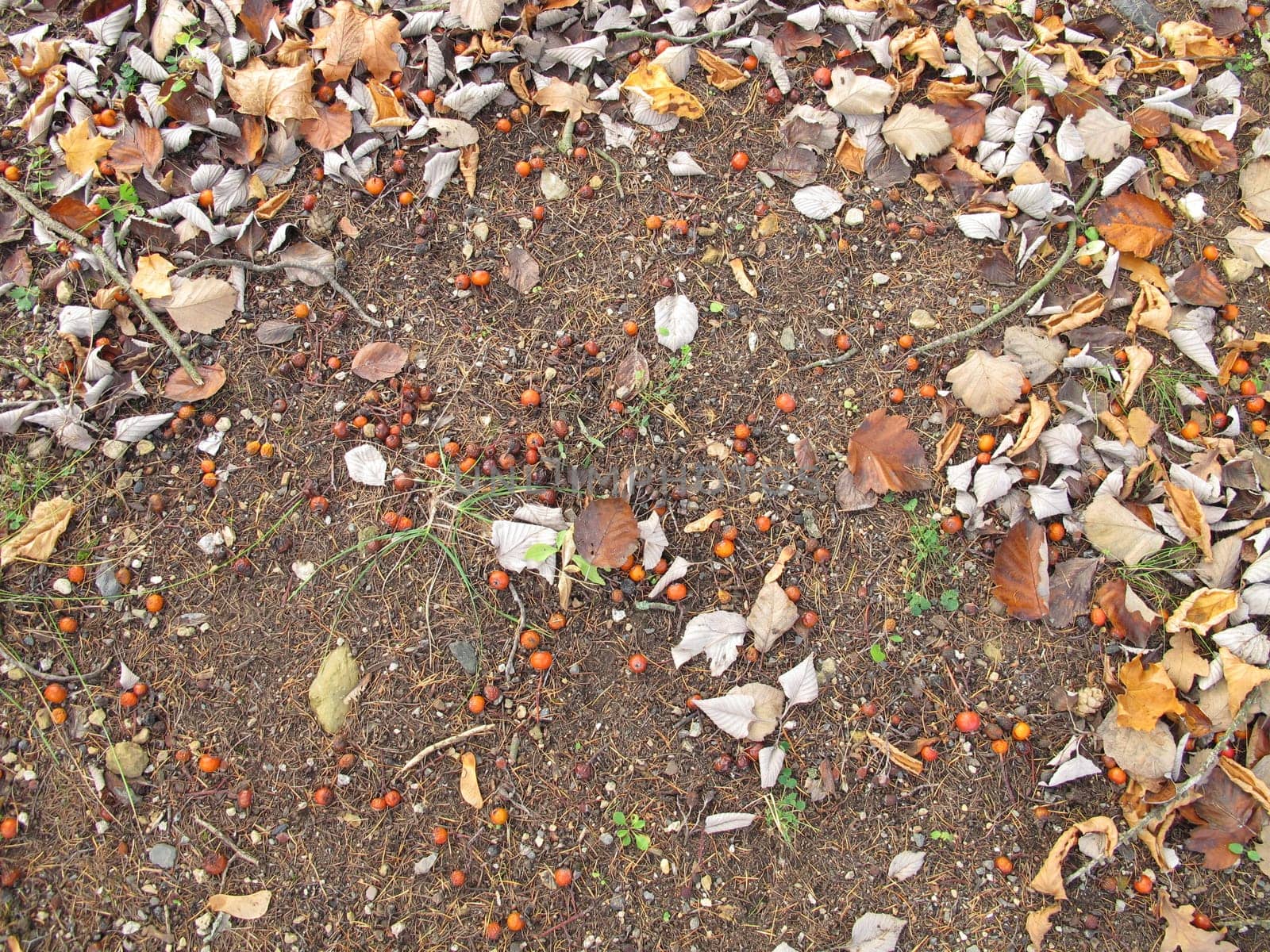 Soil ground under a whitebeam tree and other trees in late autumn