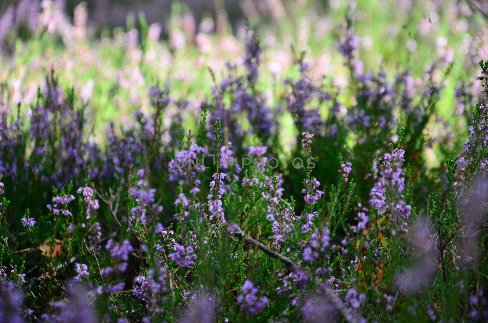 Common heather growing in the meadow