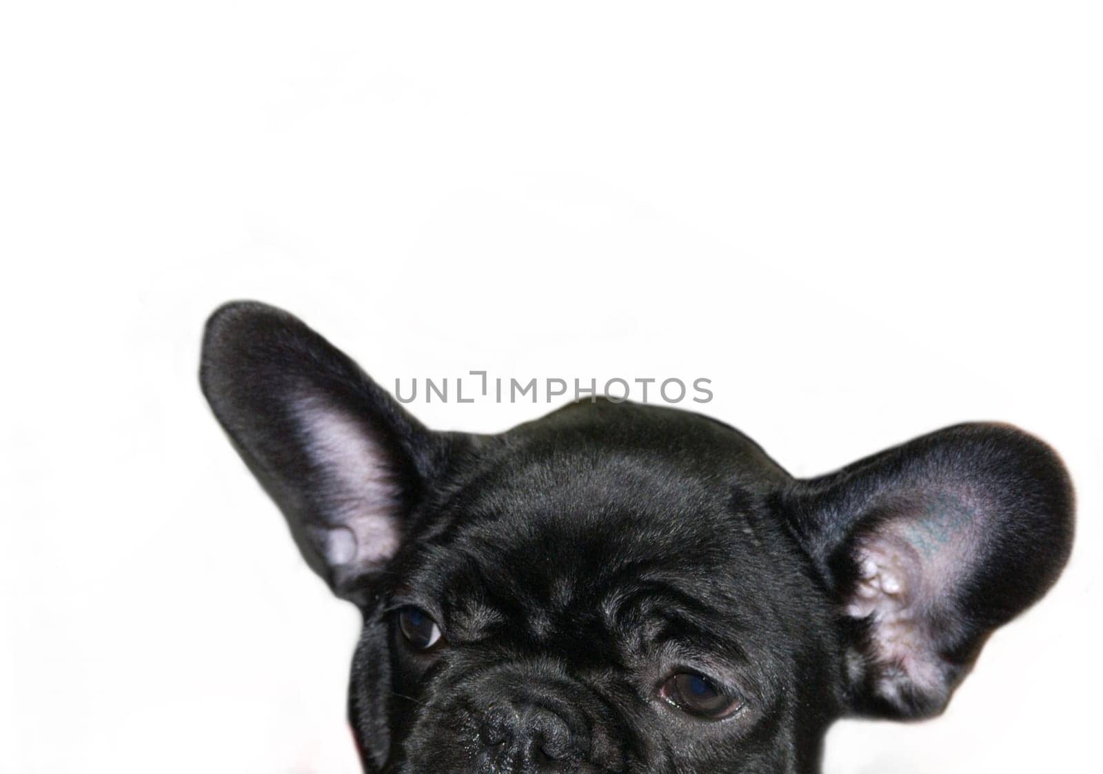 french bulldog on a white background