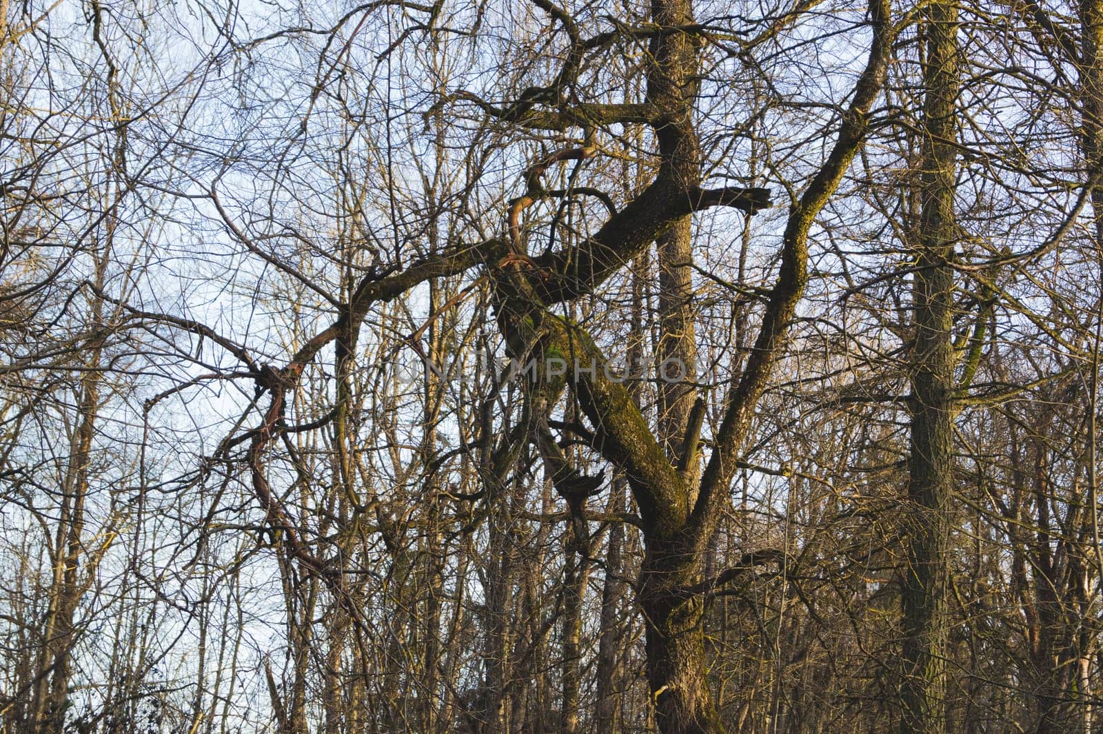 Dry trees in the forest. crooked tree branches