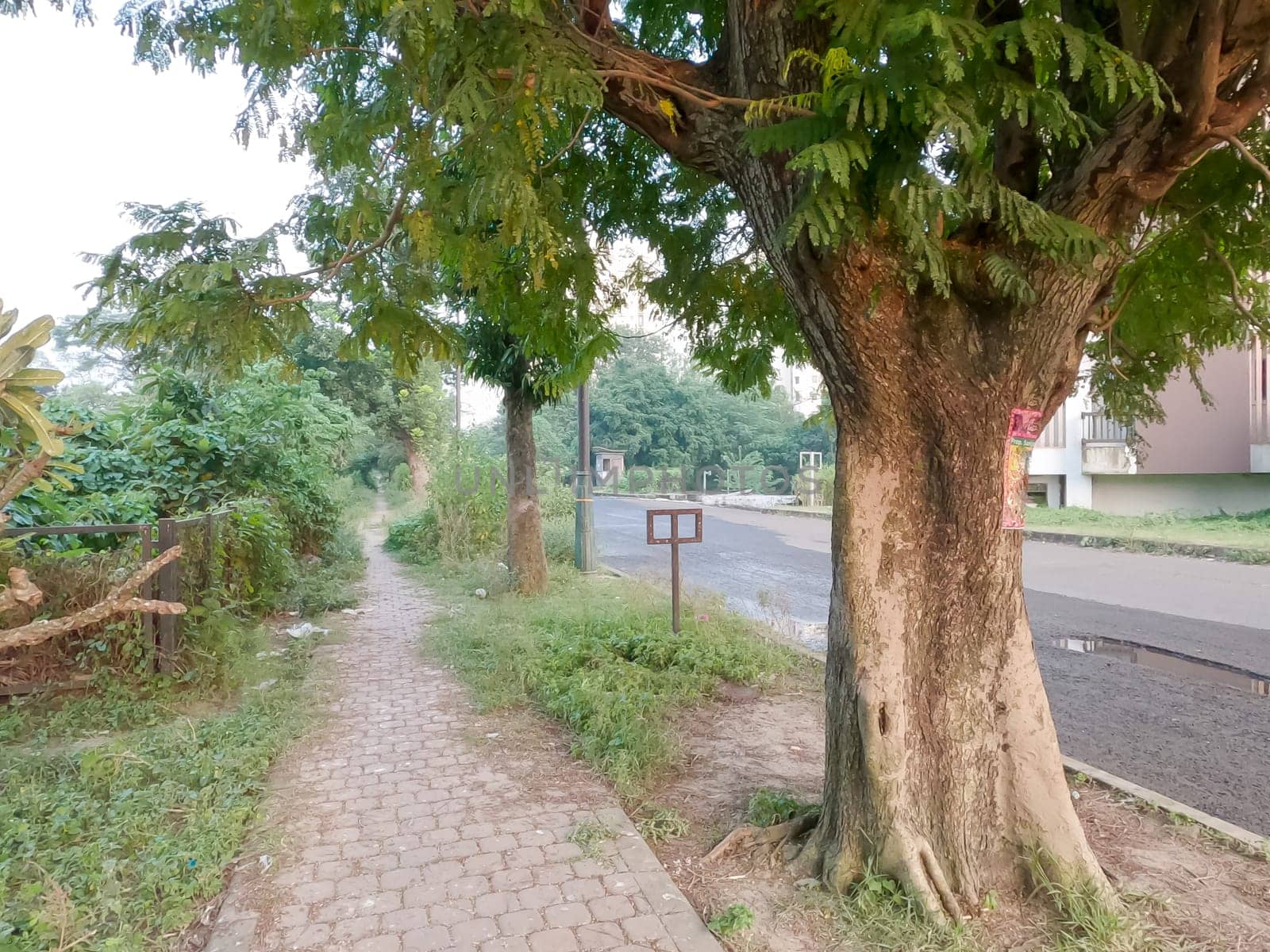 A Brick road amidst tree in the foreground of a footpath of a public park, Nature Photography.