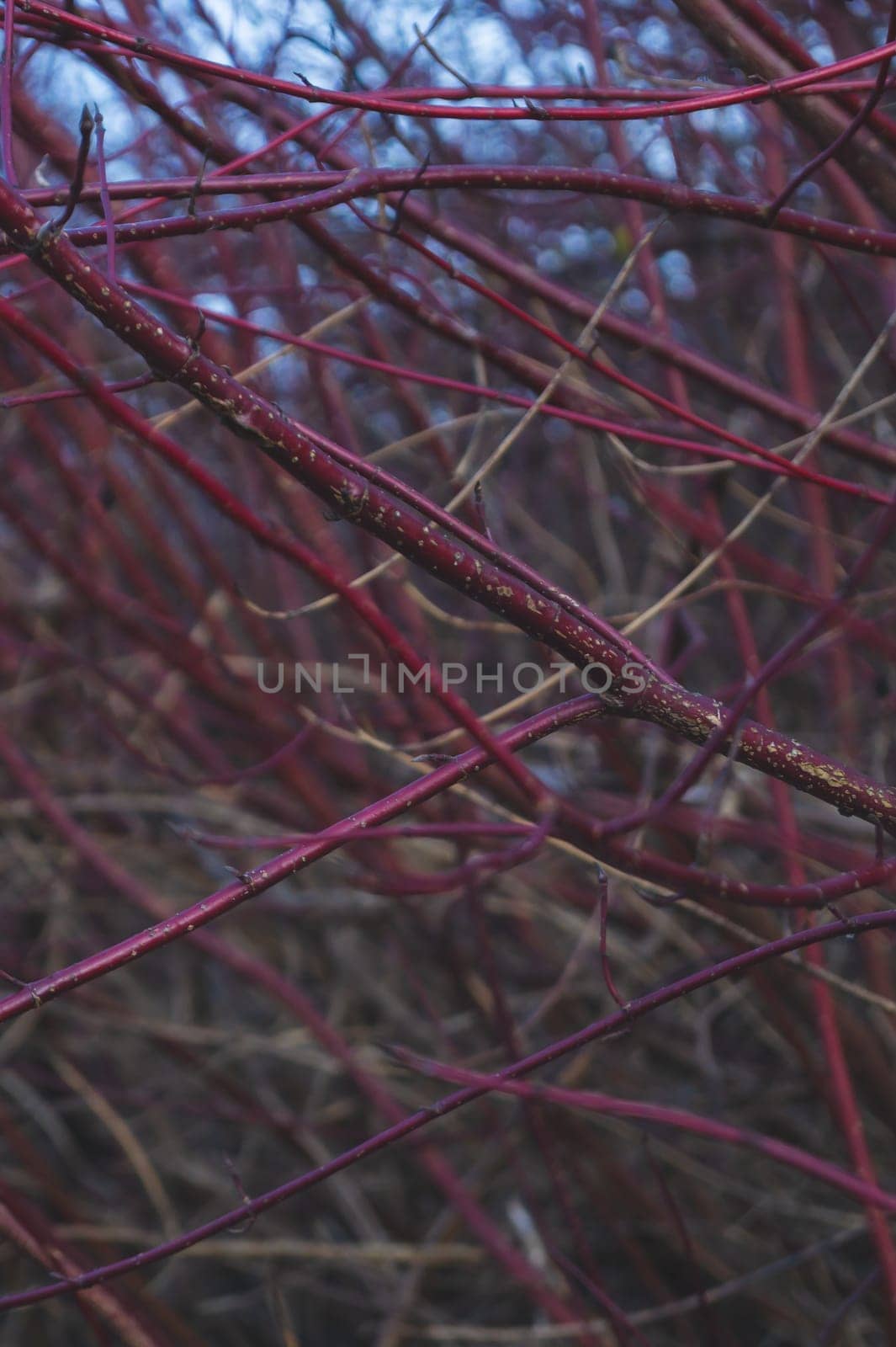 Red tree branches in the forest close up background