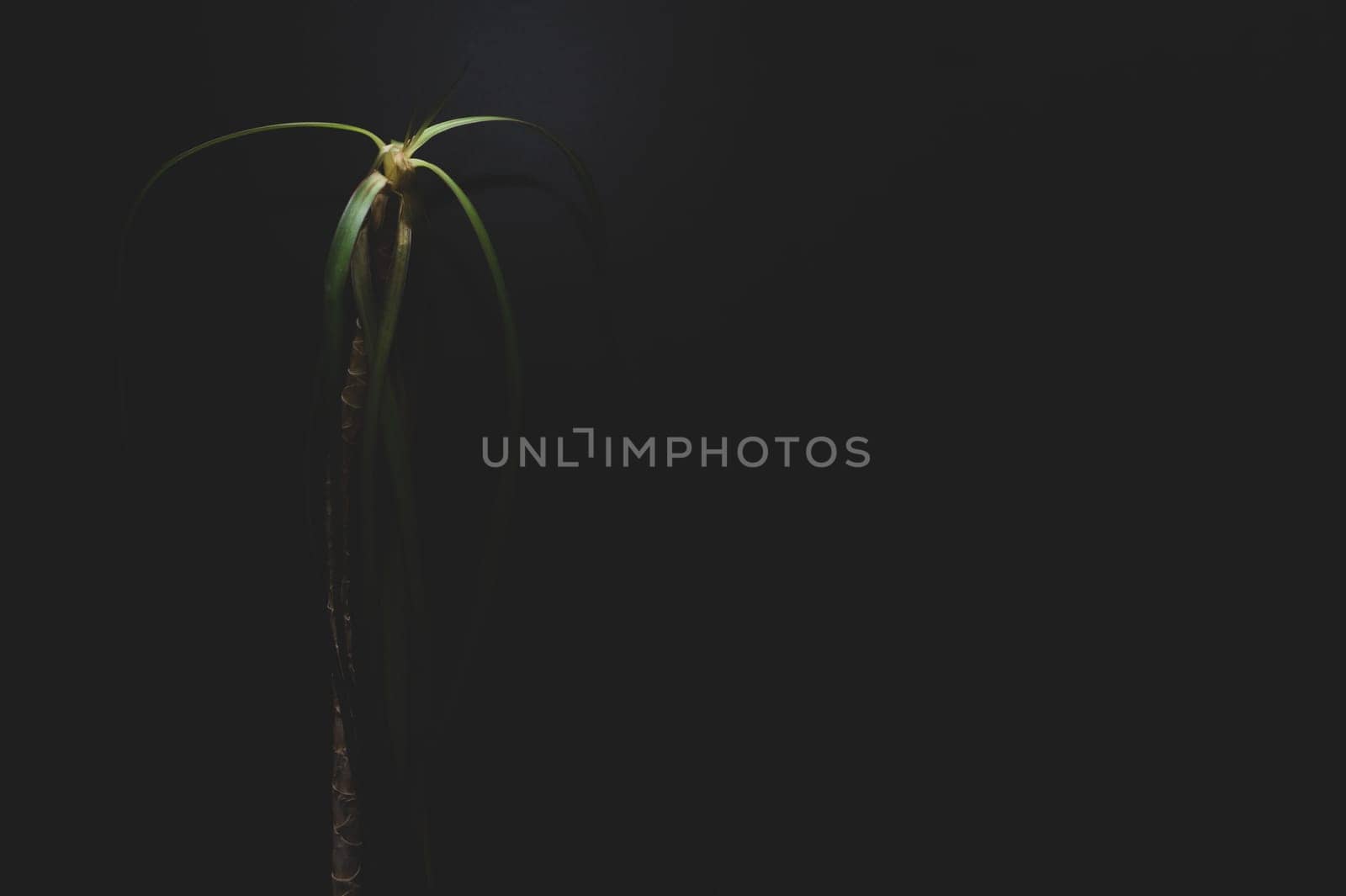 Home plant on a dark background. houseplant stand alone. dracaena plant in darkness. copy space