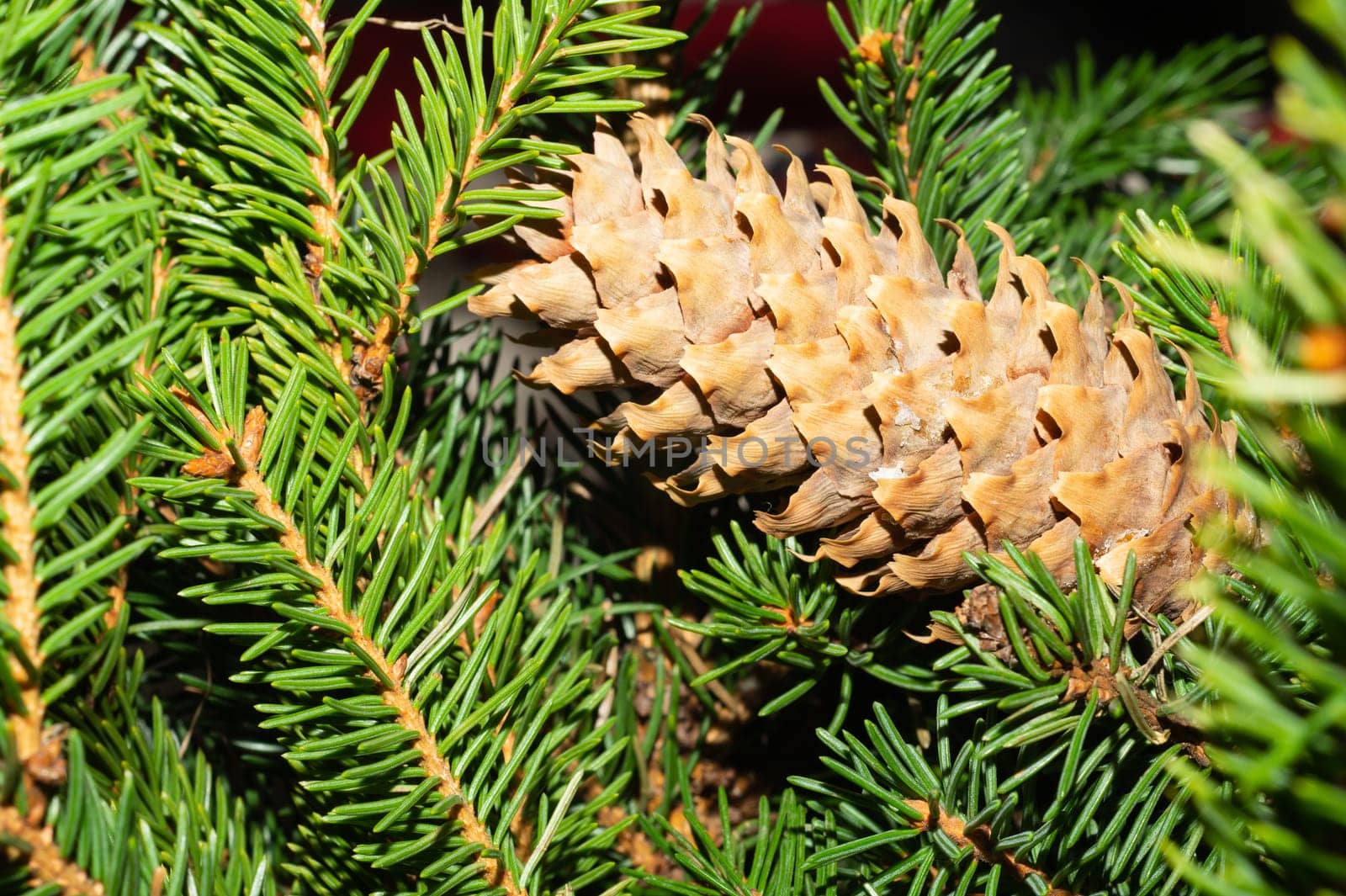 Fir tree cones on the branch. pine tree close up. evergreen plant