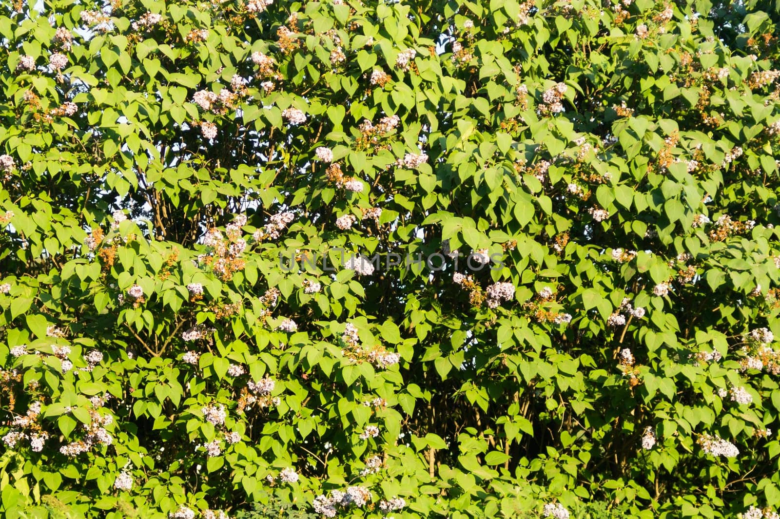 Foliage background. green leaves. greenery texture