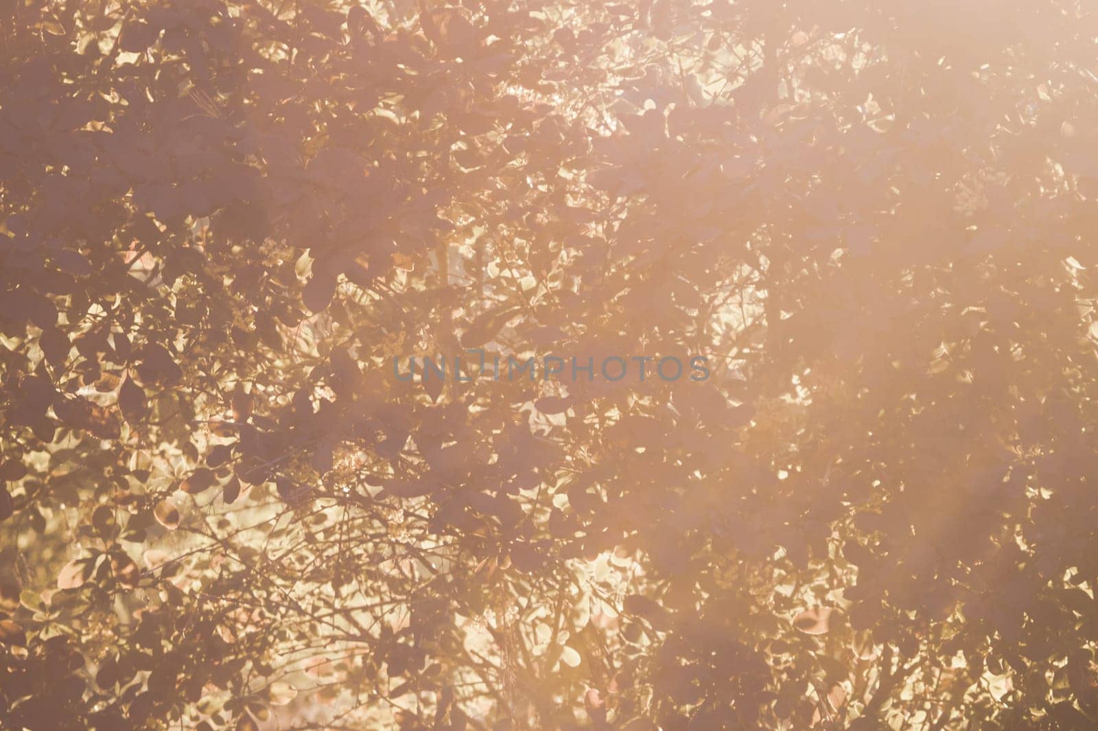 Sunlight through tree foliage. Shiny leaves in sunlight. Beautiful background with golden leaves in forest. nature abstract background