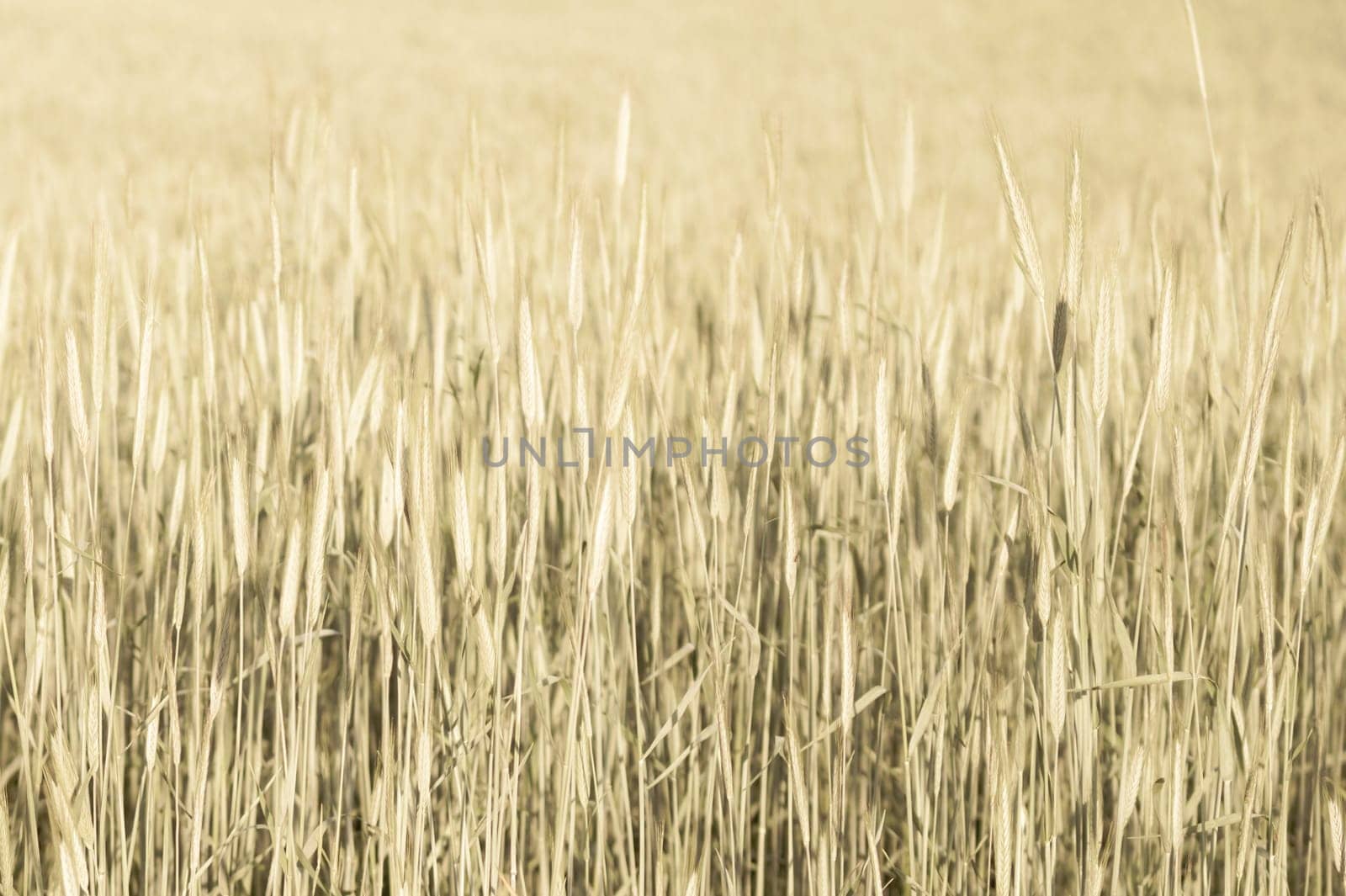 Abstract wheat field texture. meadow nature background. agriculture concept