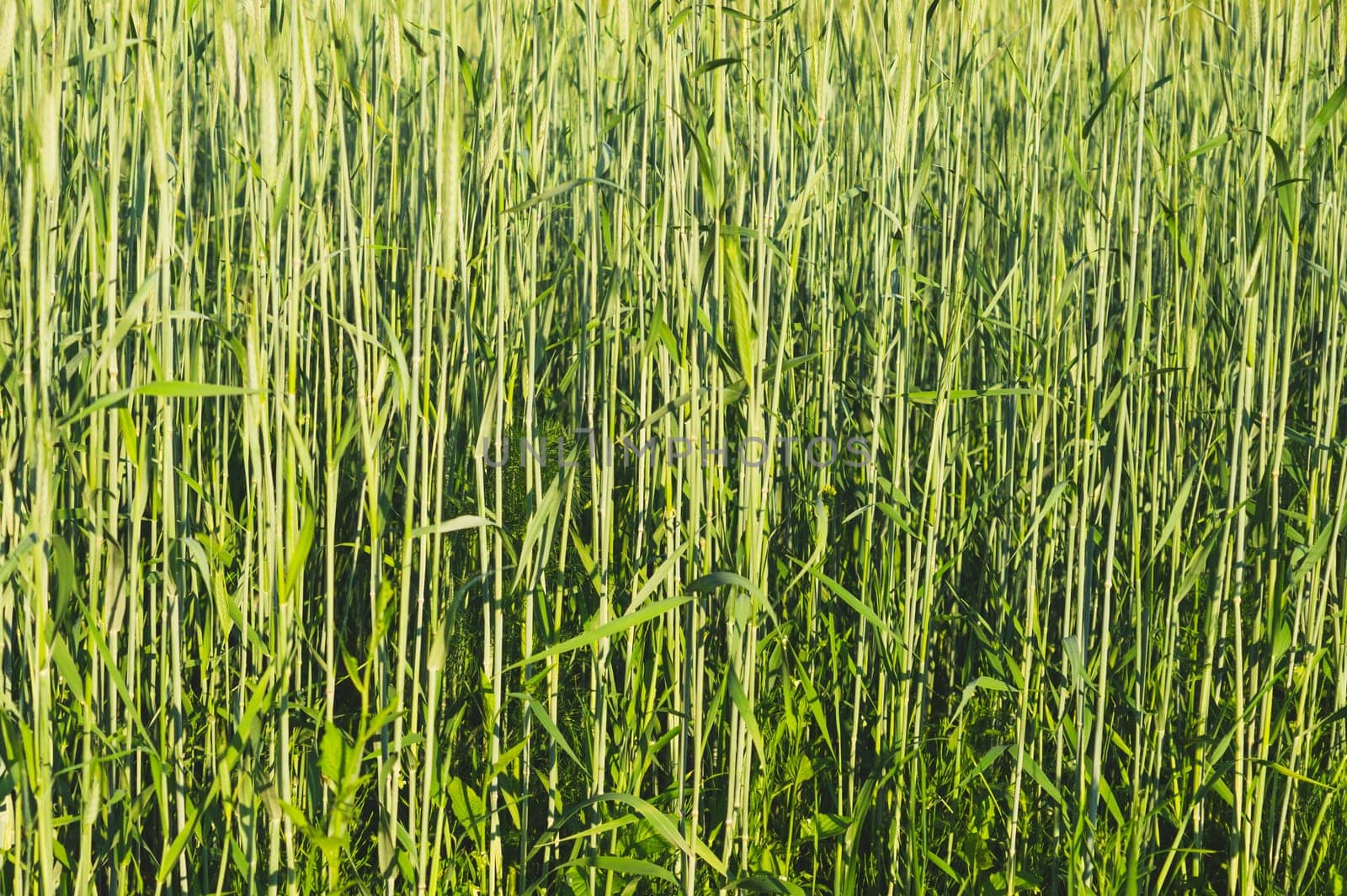 Abstract wheat field texture. meadow nature background. agriculture concept