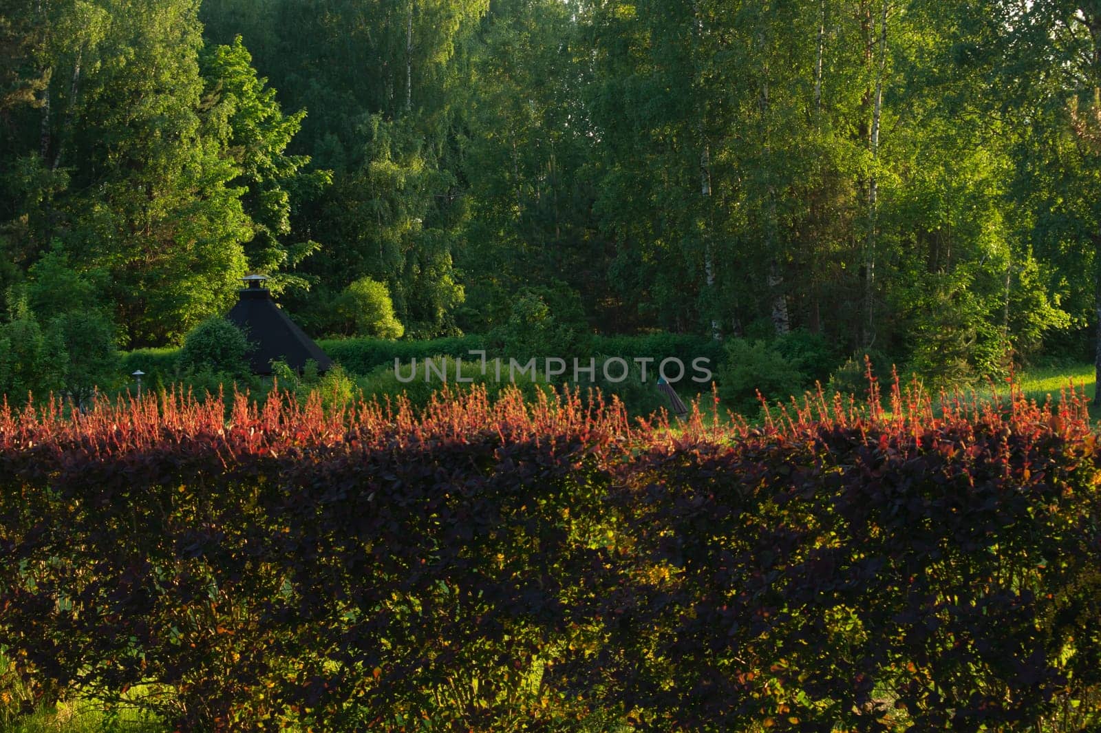 Green overgrown forest nature background. greenery backdrop