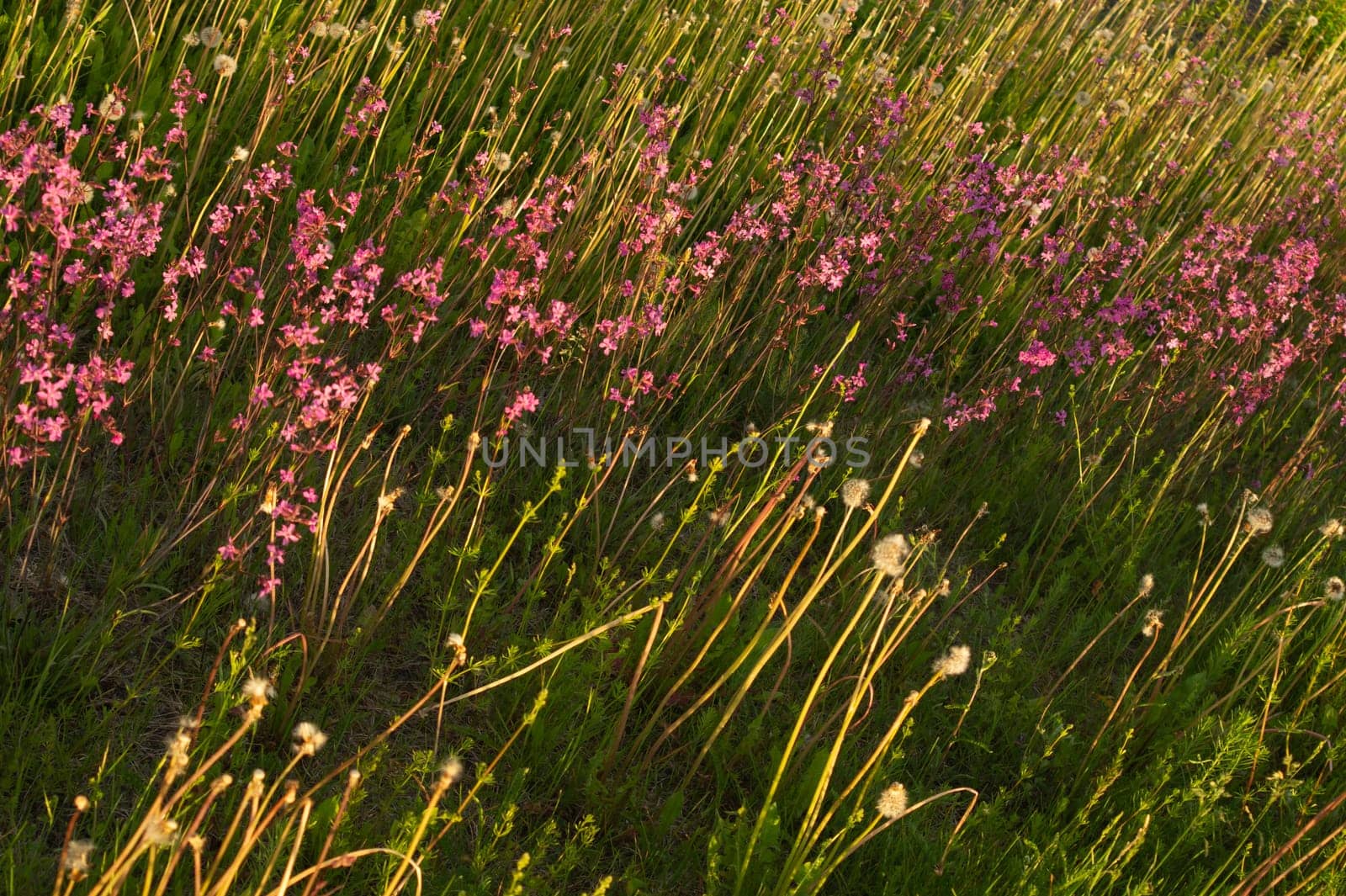 Meadow with purple flowers. abstract purple flower field nature background