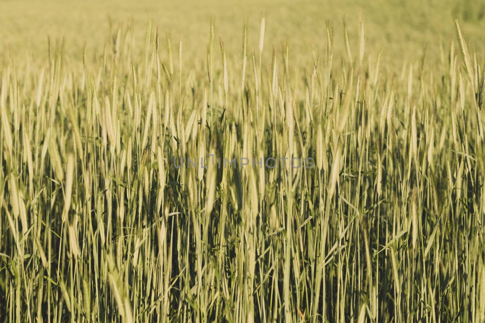 Abstract wheat field texture. meadow nature background. agriculture concept