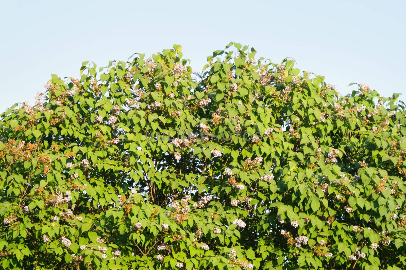 Foliage background. green leaves. greenery texture