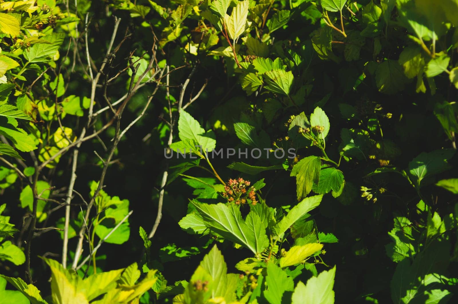 Foliage background. green leaves. greenery texture