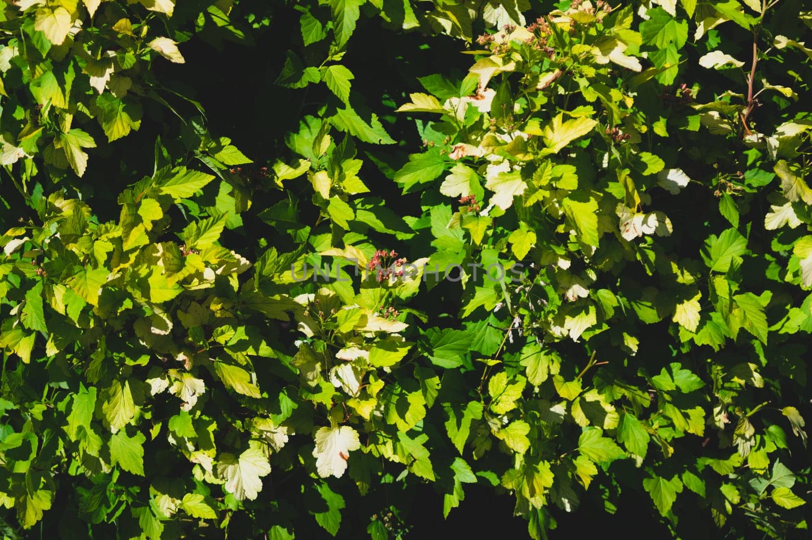 Foliage background. green leaves. greenery texture
