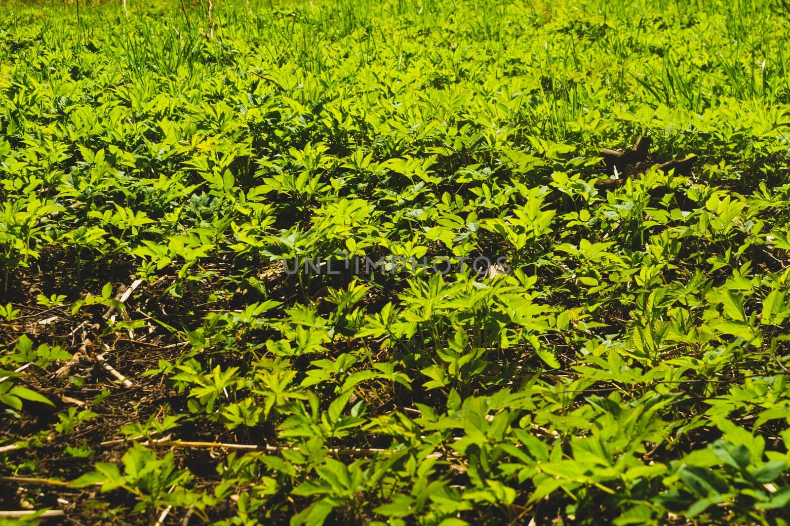 Foliage background. green leaves. greenery texture