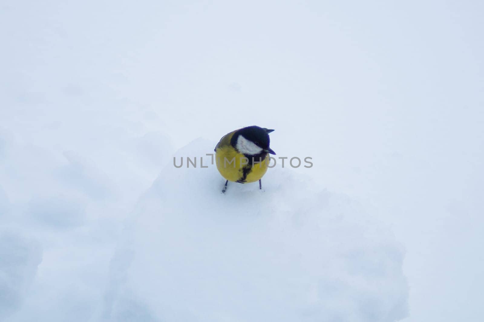 Yellow bird walking on the snow. background with copy space