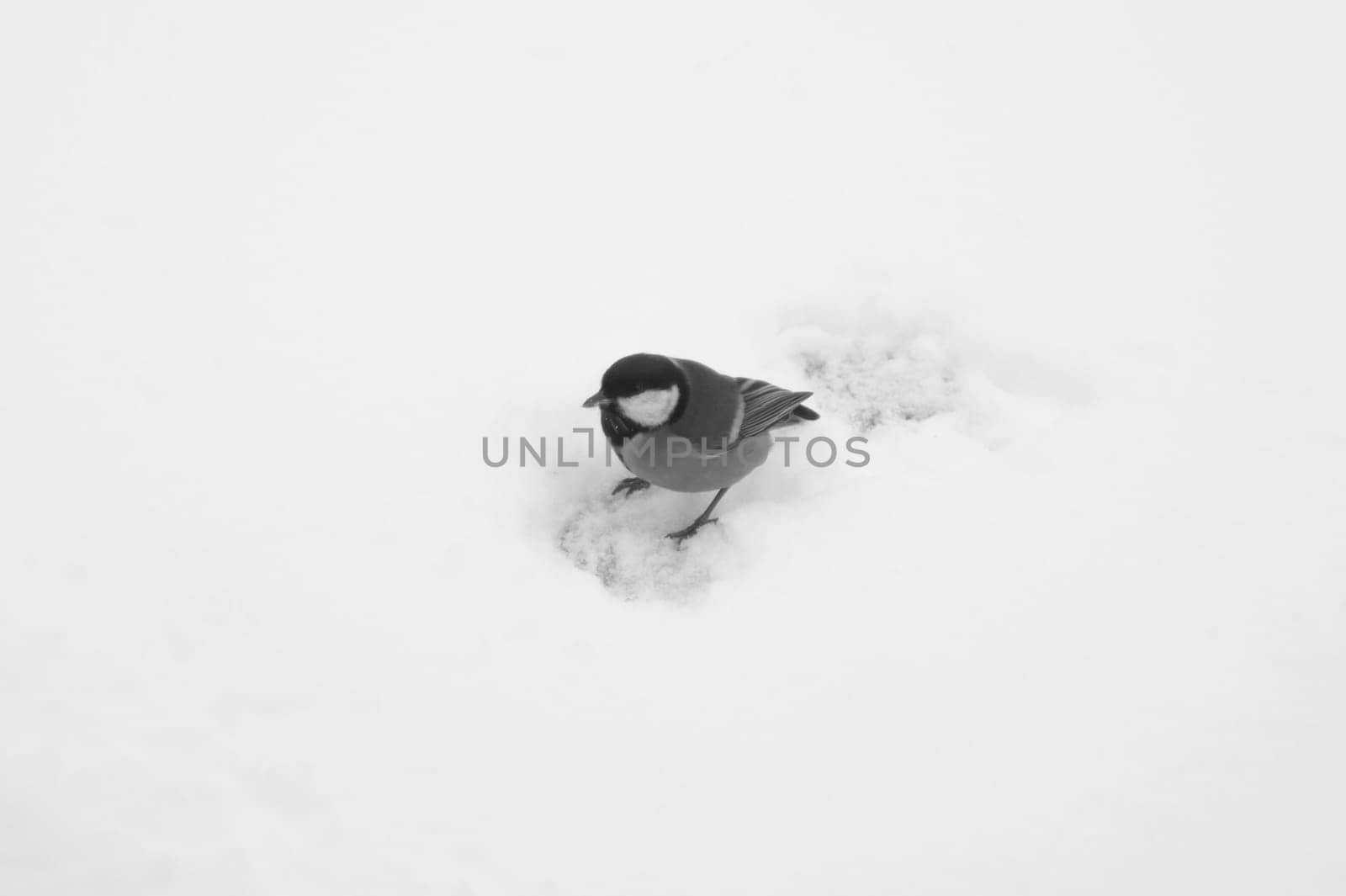 Small bird walking on the snow. background with copy space