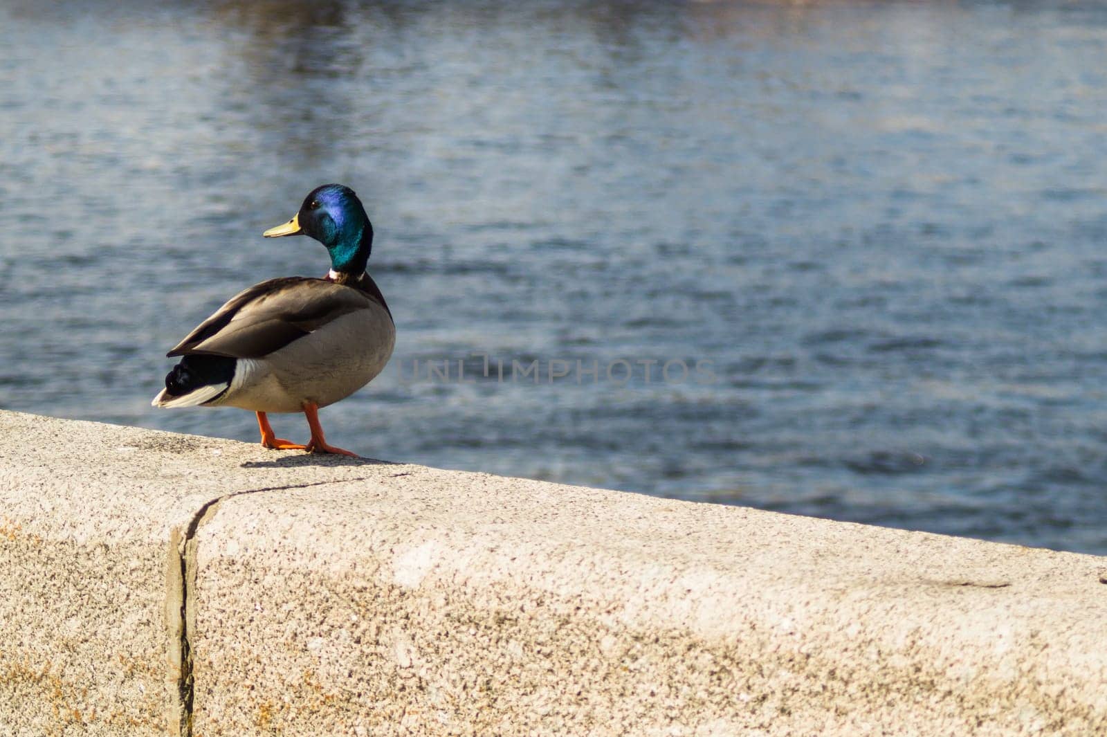 Colorful duck sitting on a stone fence by the river