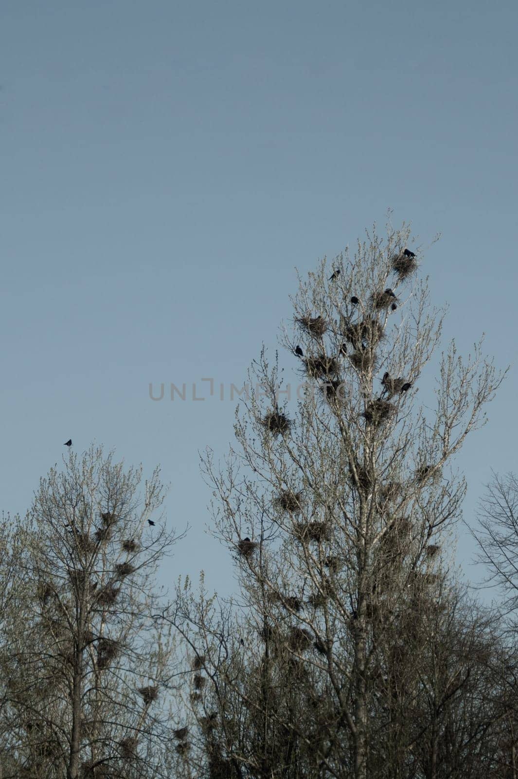 Bird nests on the tree. many nests with birds in the forest