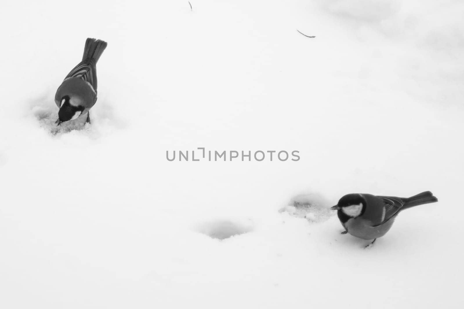Small bird walking on the snow. background with copy space