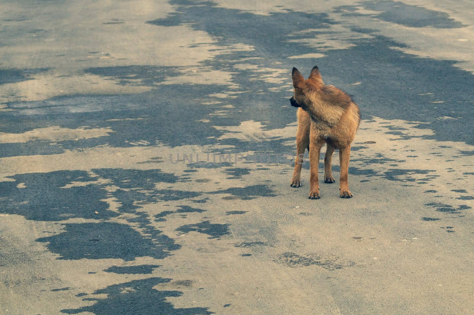 Homeless dog on the road. mixed breed dog