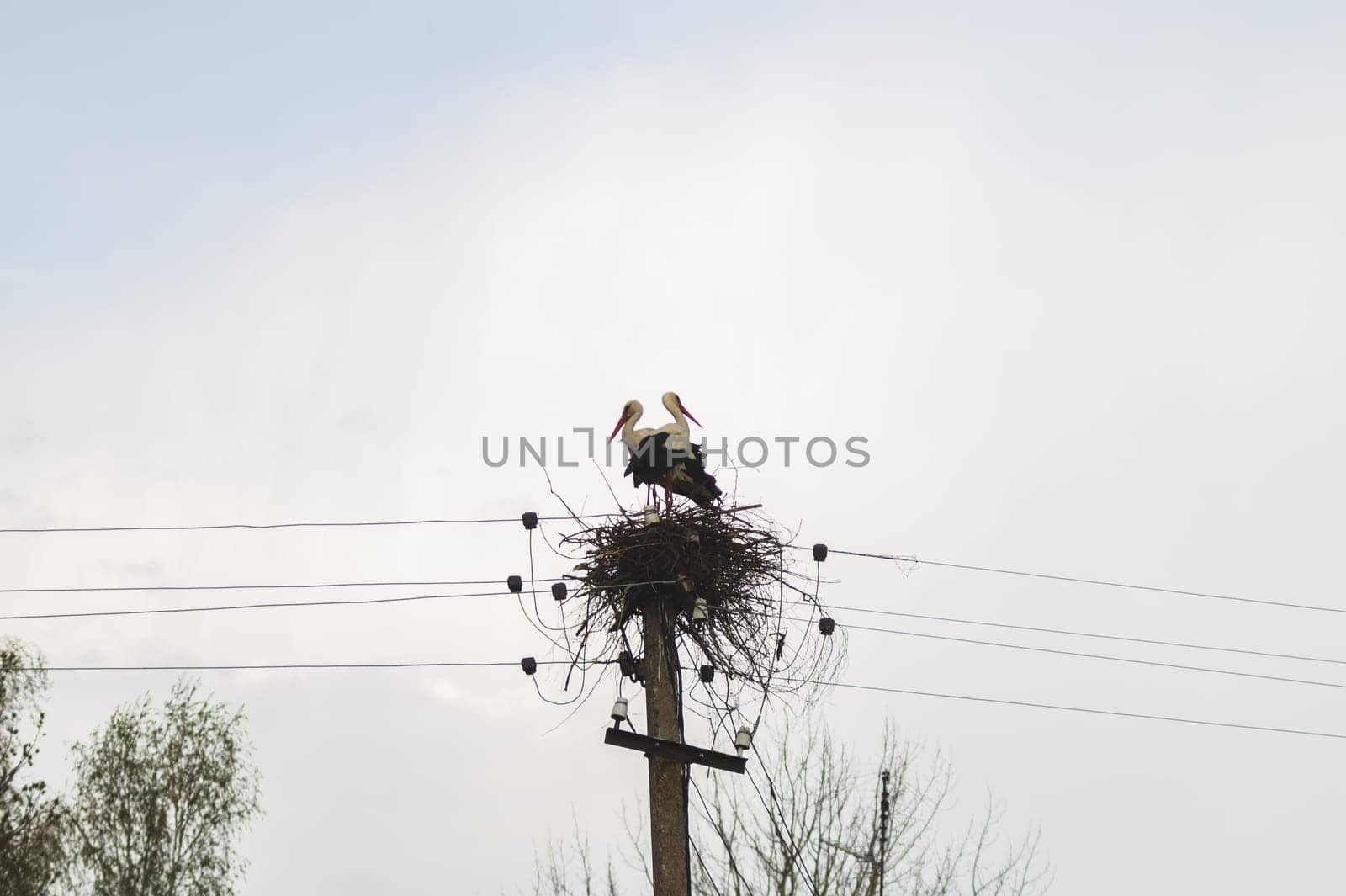 Storks in the nest on a power line. graceful bird