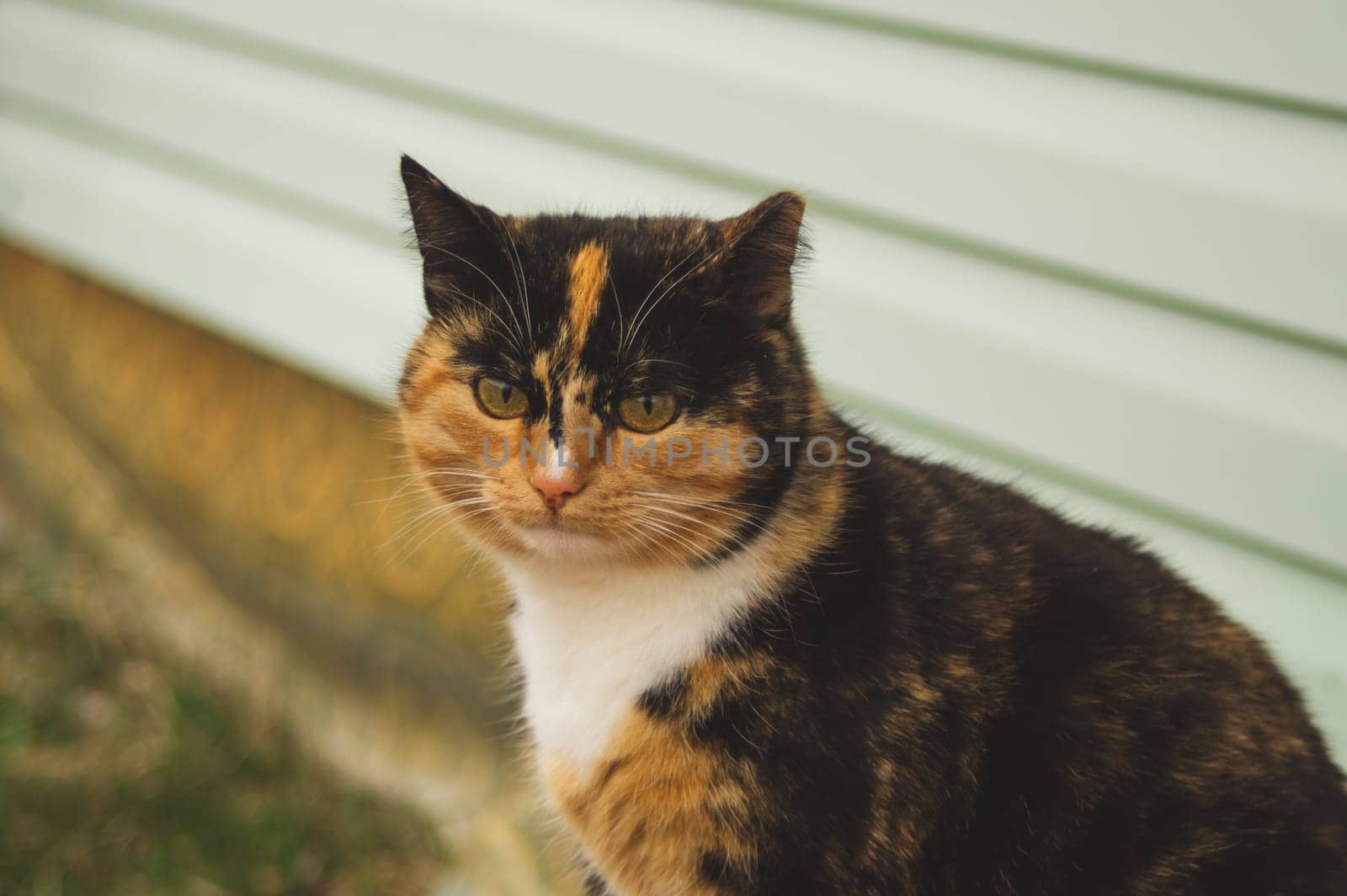Adult brown cat portrait close up. domestic cat resting outside