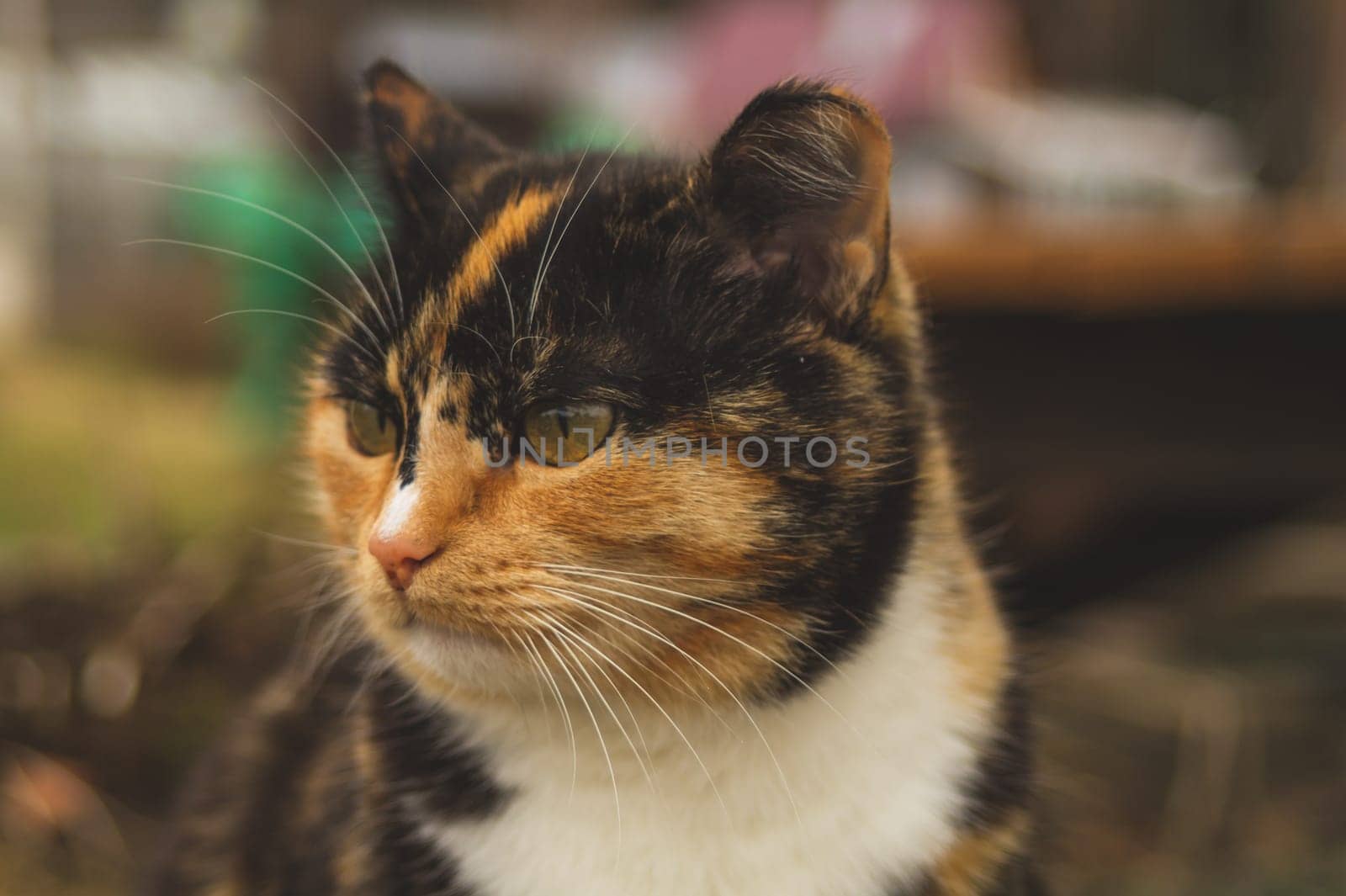Adult brown cat portrait close up. domestic cat resting outside