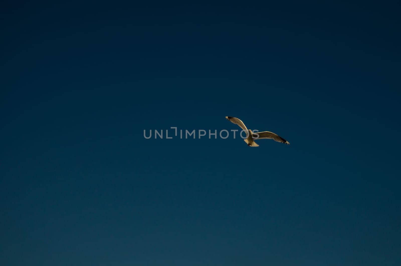 Seagull flying in the blue sky. wide spreded wings. freedom in flight concept. flying bird