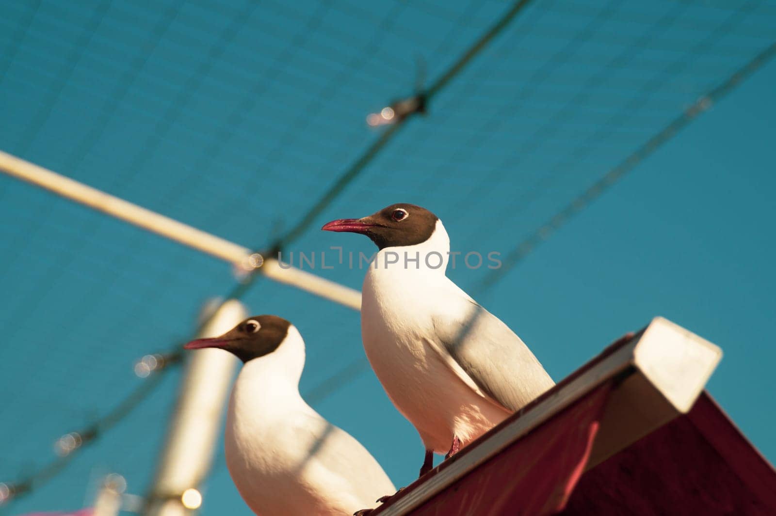 Beautiful birds close up. black headed seagulls sitting on the roof with the sky