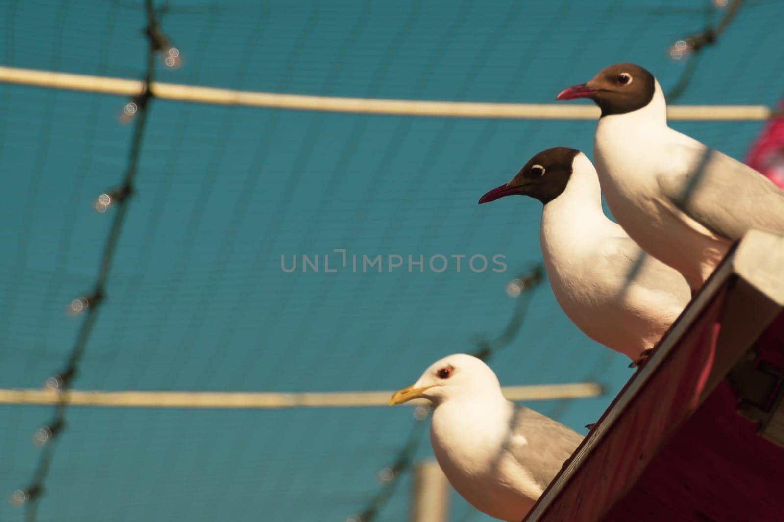 Beautiful birds close up. black headed seagulls sitting on the roof with the sky