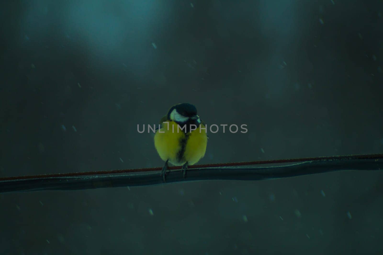 Yellow bird sitting on a wire in snowy day. tit bird