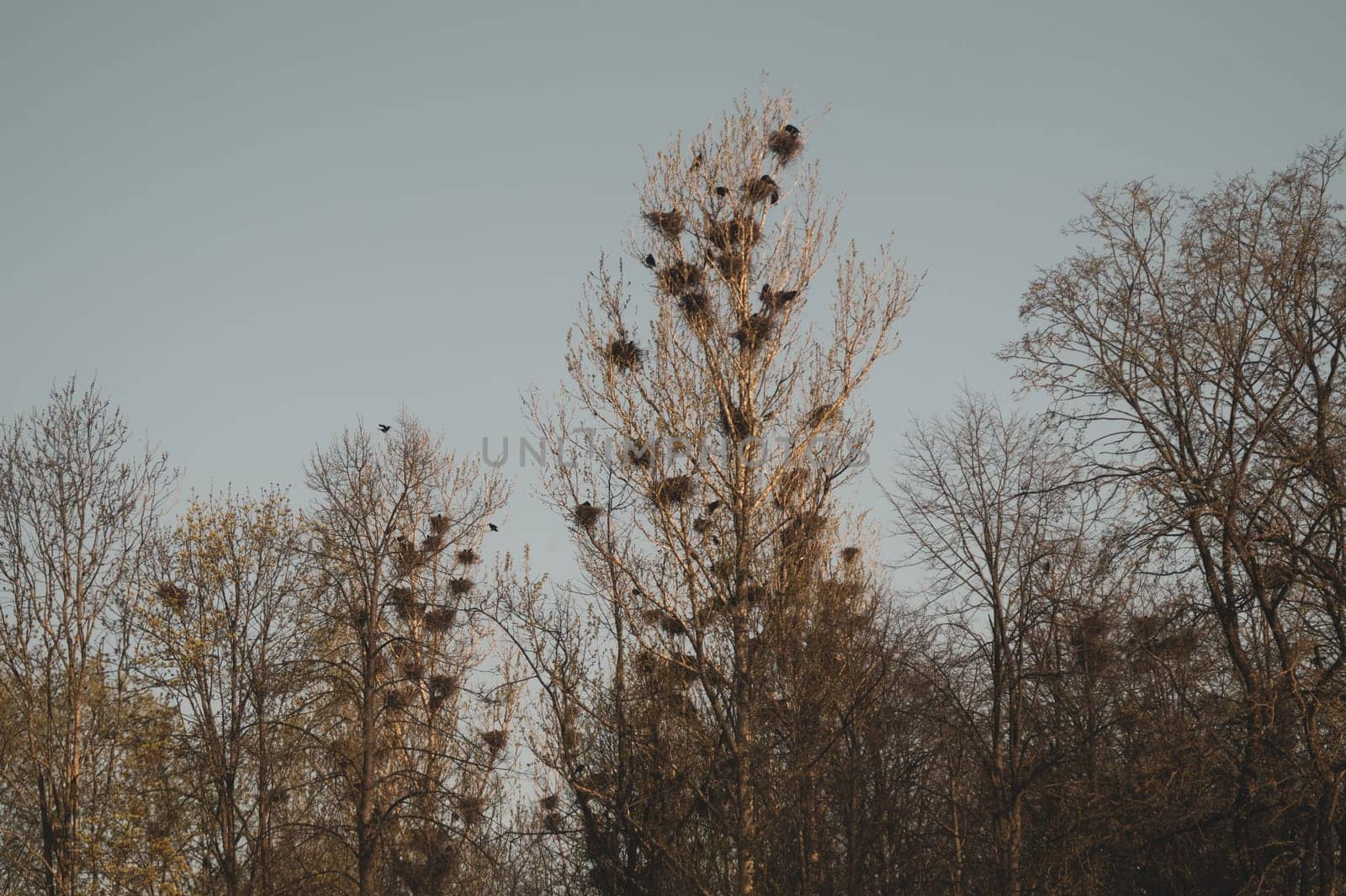 Bird nests on the tree. many nests with birds in the forest