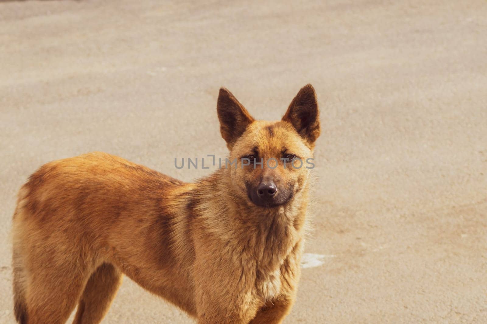 Homeless dog on the road. mixed breed dog