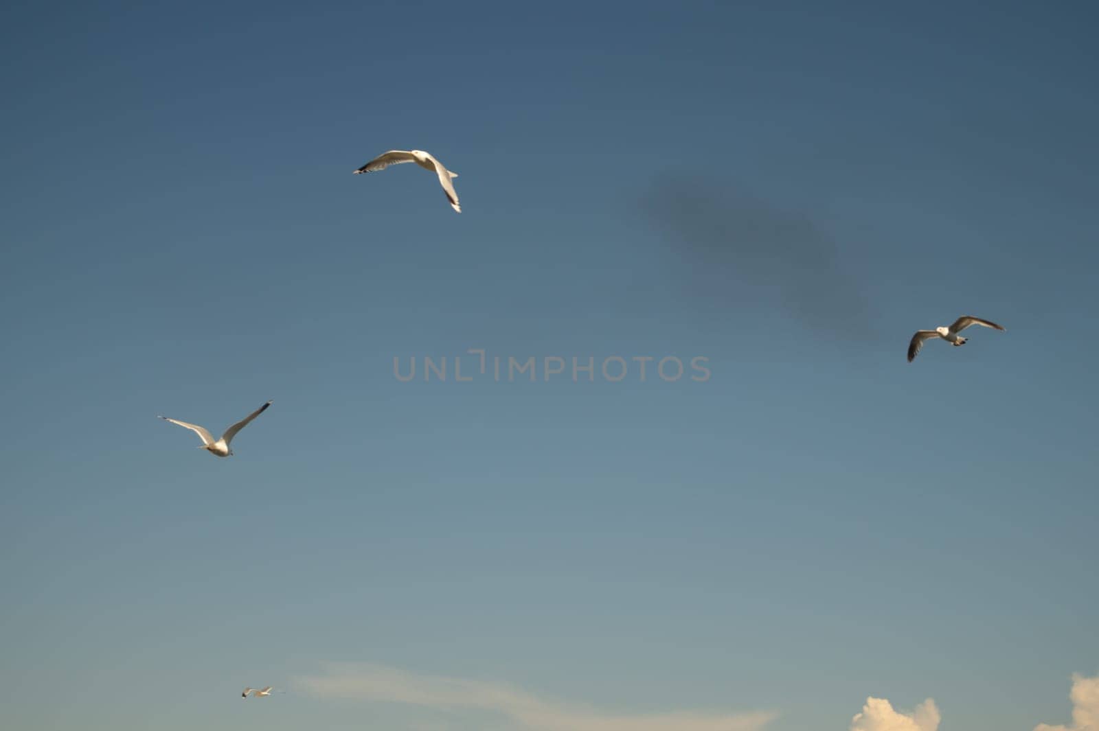 Seagull flying in the blue sky. wide spreded wings. freedom in flight concept. flying bird