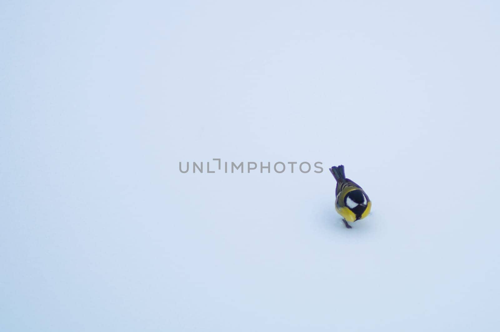 Yellow bird walking on the snow. background with copy space
