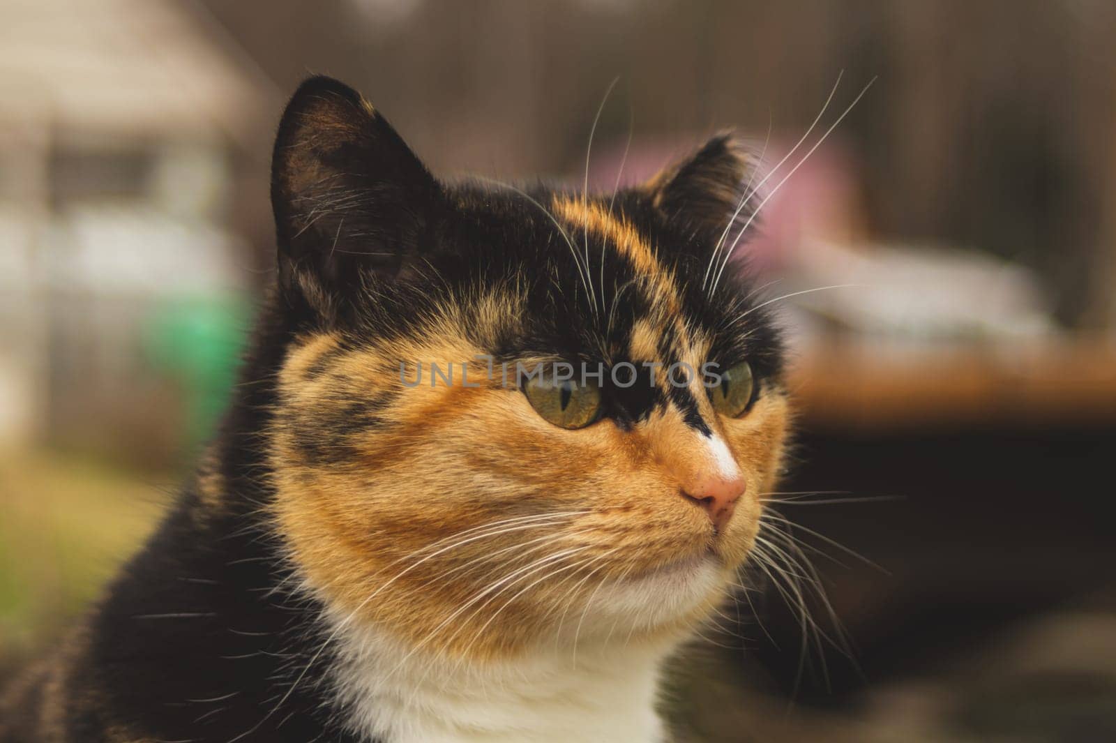 Adult brown cat portrait close up. domestic cat resting outside