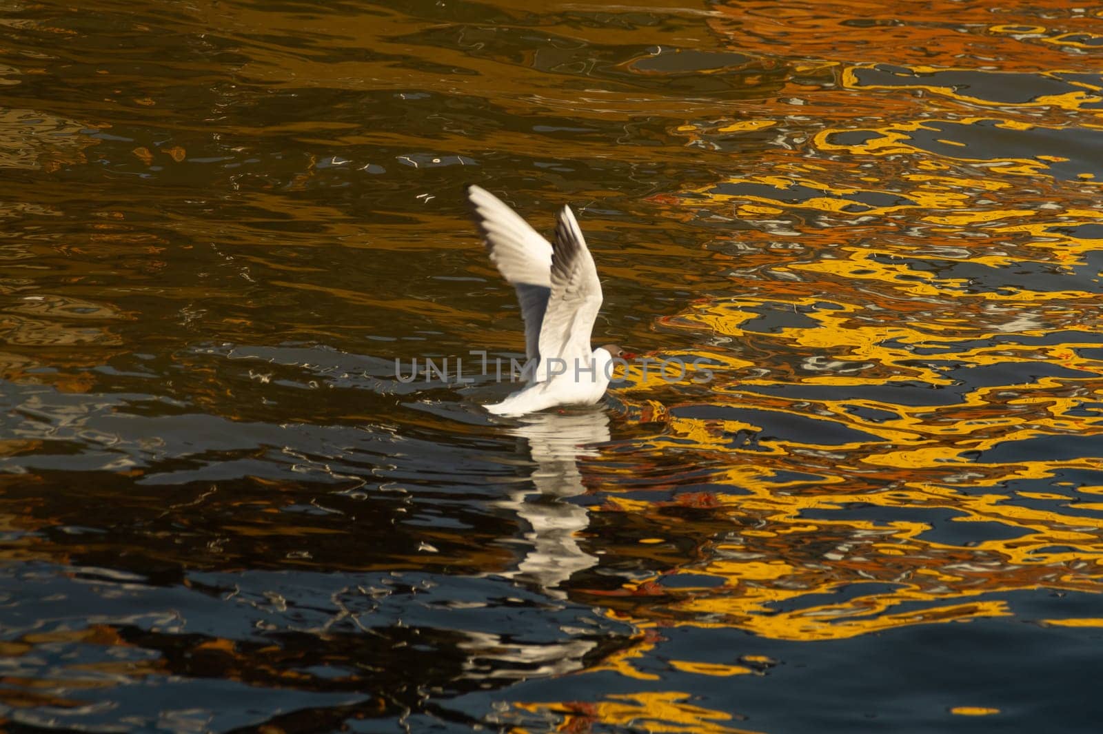 Seagull catching a fish. seabird with wide spread wings. gull lands in the water. beautiful bird on the water with golden reflection