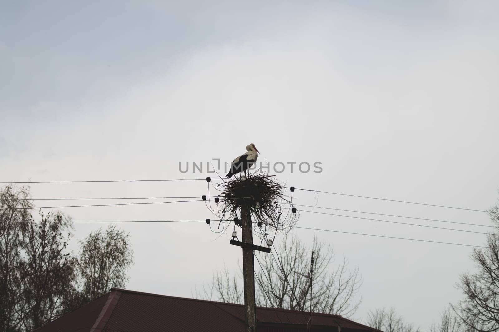 Storks in the nest on a power line. graceful bird