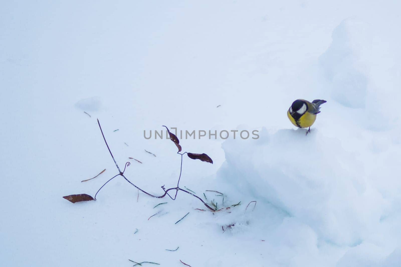 Yellow bird walking on the snow. background with copy space