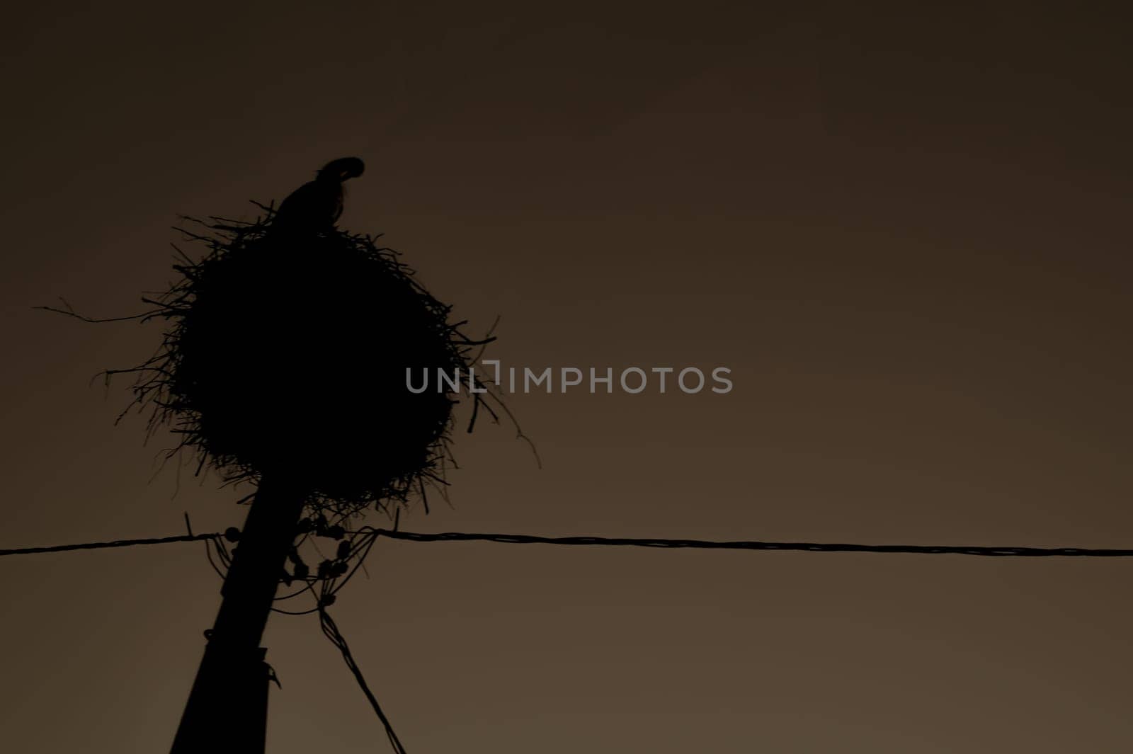 Silhouette of a stork in the nest on a power line. graceful bird